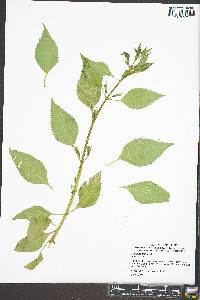 Mimulus alatus image