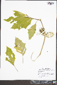 Datura stramonium image