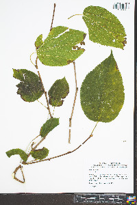 Morus alba image