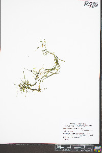 Najas guadalupensis image