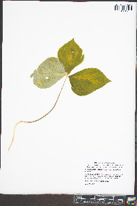 Arisaema triphyllum subsp. triphyllum image
