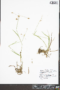 Luzula bulbosa image