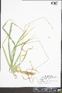 Carex sparganioides image