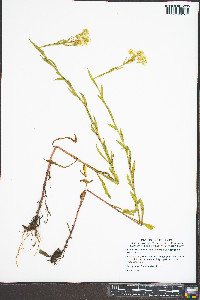 Erigeron strigosus var. strigosus image