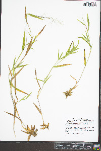 Dichanthelium meridionale image