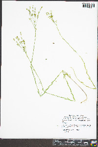 Linum medium image