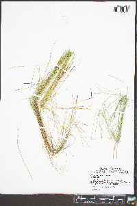 Eleocharis erythropoda image