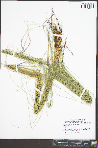 Eleocharis erythropoda image