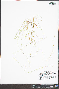 Eleocharis erythropoda image