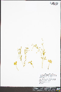 Ranunculus sceleratus var. sceleratus image
