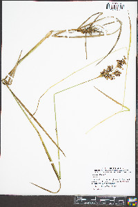 Juncus biflorus image