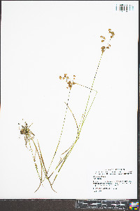 Juncus biflorus image