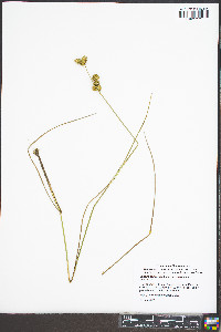 Juncus scirpoides var. scirpoides image