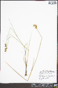 Juncus scirpoides var. scirpoides image