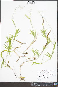 Dichanthelium meridionale image