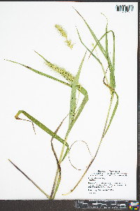 Elymus riparius image
