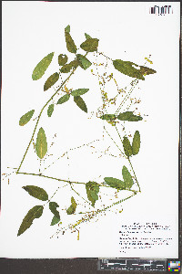 Desmodium perplexum image