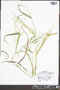 Digitaria ciliaris var. ciliaris image