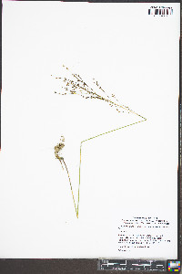 Linum medium image