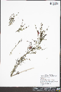 Agalinis purpurea image