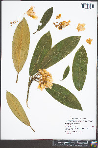 Rhododendron maximum image