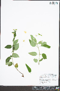 Lysimachia tonsa image