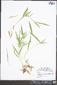 Dichanthelium villosissimum var. villosissimum image