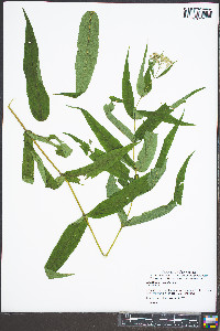 Eupatorium sessilifolium image
