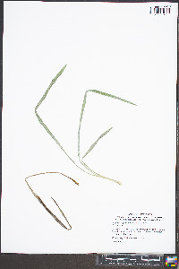 Pityopsis graminifolia image