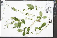 Agrimonia rostellata image
