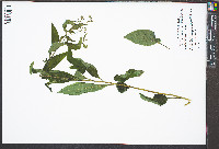 Hackelia virginiana image