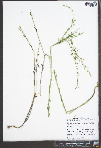 Linum medium image
