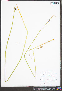 Schoenoplectus americanus image