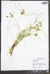Cyperus flavescens image
