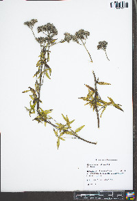 Pycnanthemum pilosum image