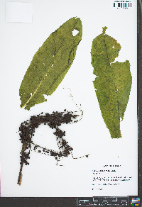 Rumex conglomeratus image