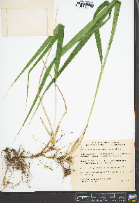 Diarrhena americana image