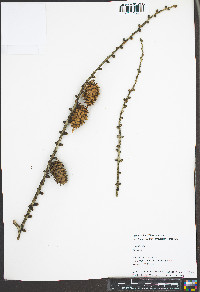 Larix decidua image