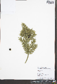Ruscus aculeatus image