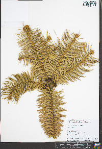 Cunninghamia lanceolata image