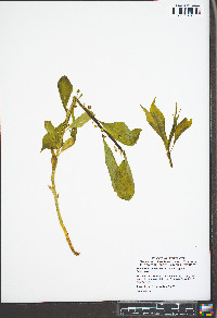 Cubelium concolor image