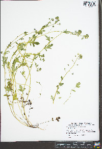 Phacelia dubia var. dubia image