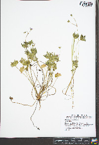 Geranium diffusum image
