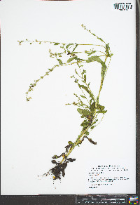 Myosotis verna image