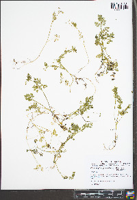 Chaerophyllum procumbens var. procumbens image