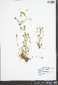 Phacelia dubia image