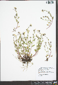 Phacelia dubia var. dubia image