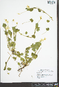 Viola striata image