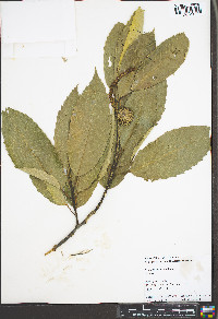Castanea mollissima image