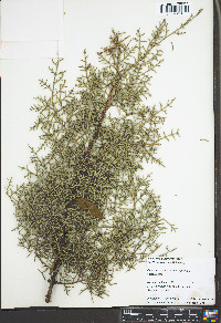 Cupressus arizonica image